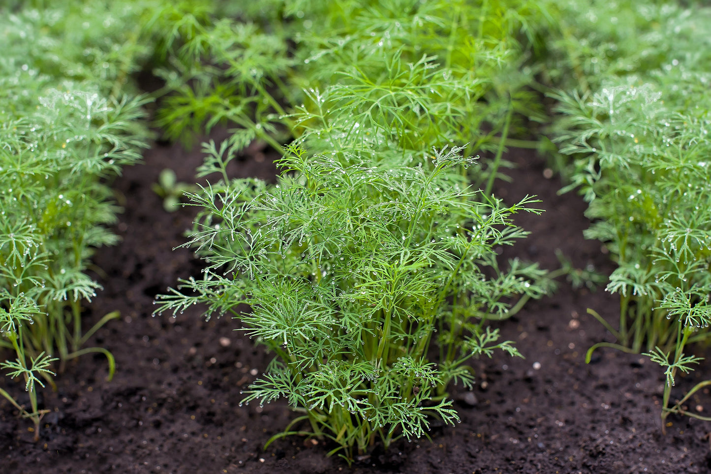 1500 Dukat Dill (Anethum Graveolens) Seeds