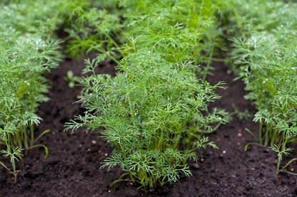 1500 Dukat Dill (Anethum Graveolens) Seeds