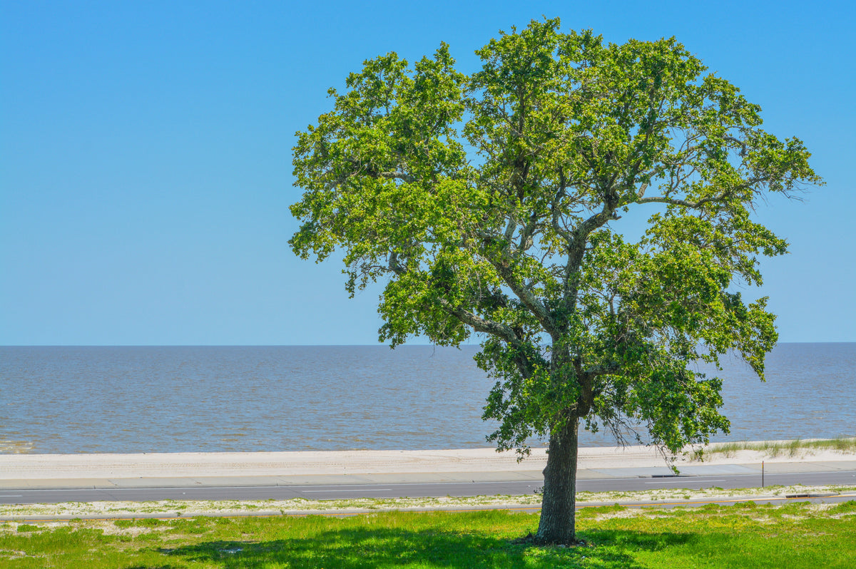 American Elm (Ulmus americana) Seeds – 25 ct