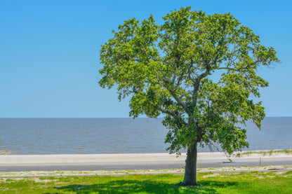 American Elm (Ulmus americana) Seeds – 25 ct
