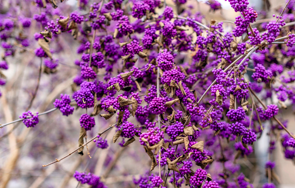 American Beautyberry (Callicarpa americana) Seeds – 40 ct