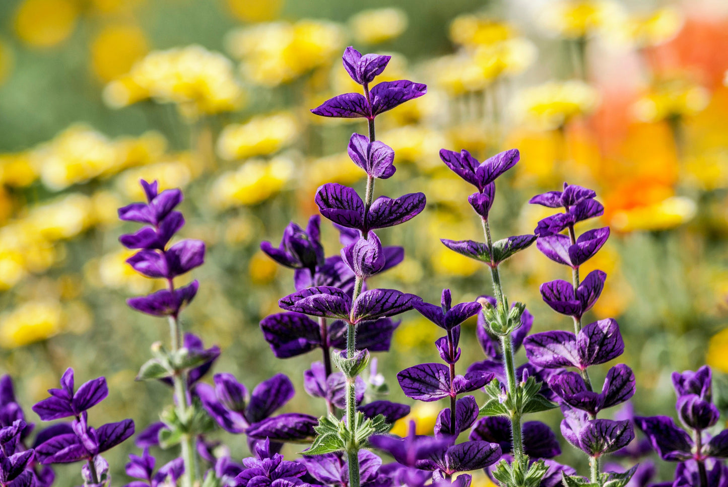 50 Blue Monday Clary Sage (Salvia Viridis Horminum) Seeds