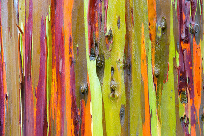 50 Rainbow Eucalyptus (Eucalyptus Deglupta) Seeds