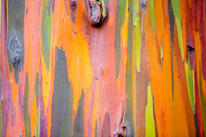 50 Rainbow Eucalyptus (Eucalyptus Deglupta) Seeds