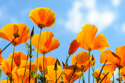 1000 Orange California Poppy (Eschscholzia Californica) Seeds