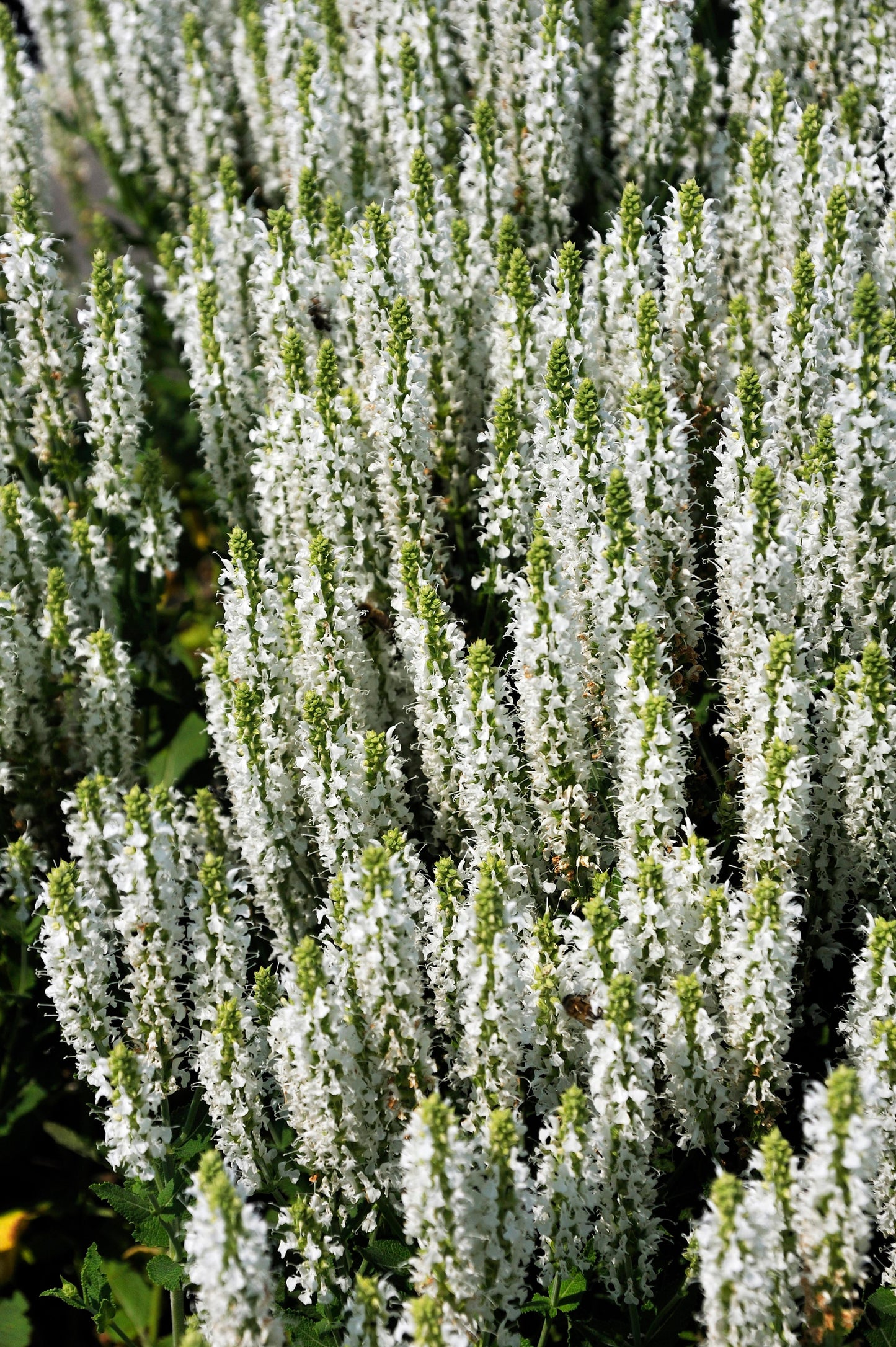 75 White Sage (Salvia Apiana) Seeds