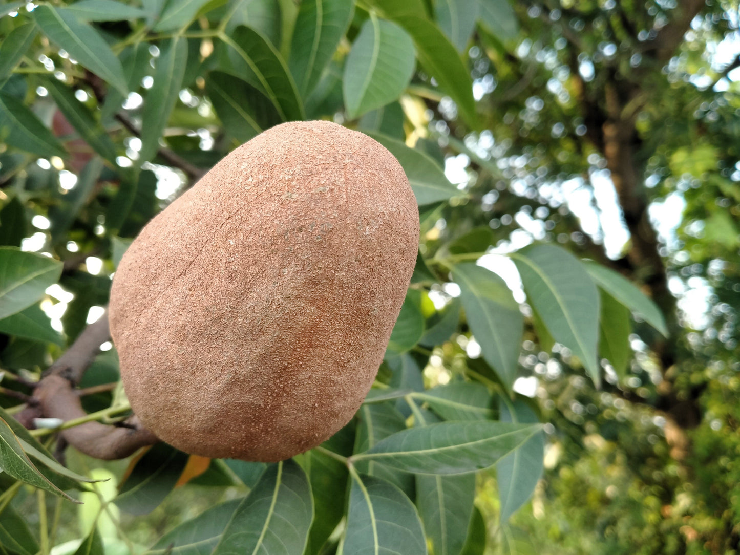 5 True Mahogany Tree (Honduran; Swietenia Macrophylla) Seeds
