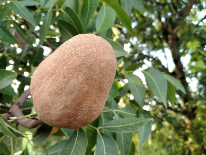 5 True Mahogany Tree (Honduran; Swietenia Macrophylla) Seeds