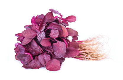 500 Midnight Red Amaranthus (Amaranthus Cruentus)Seeds