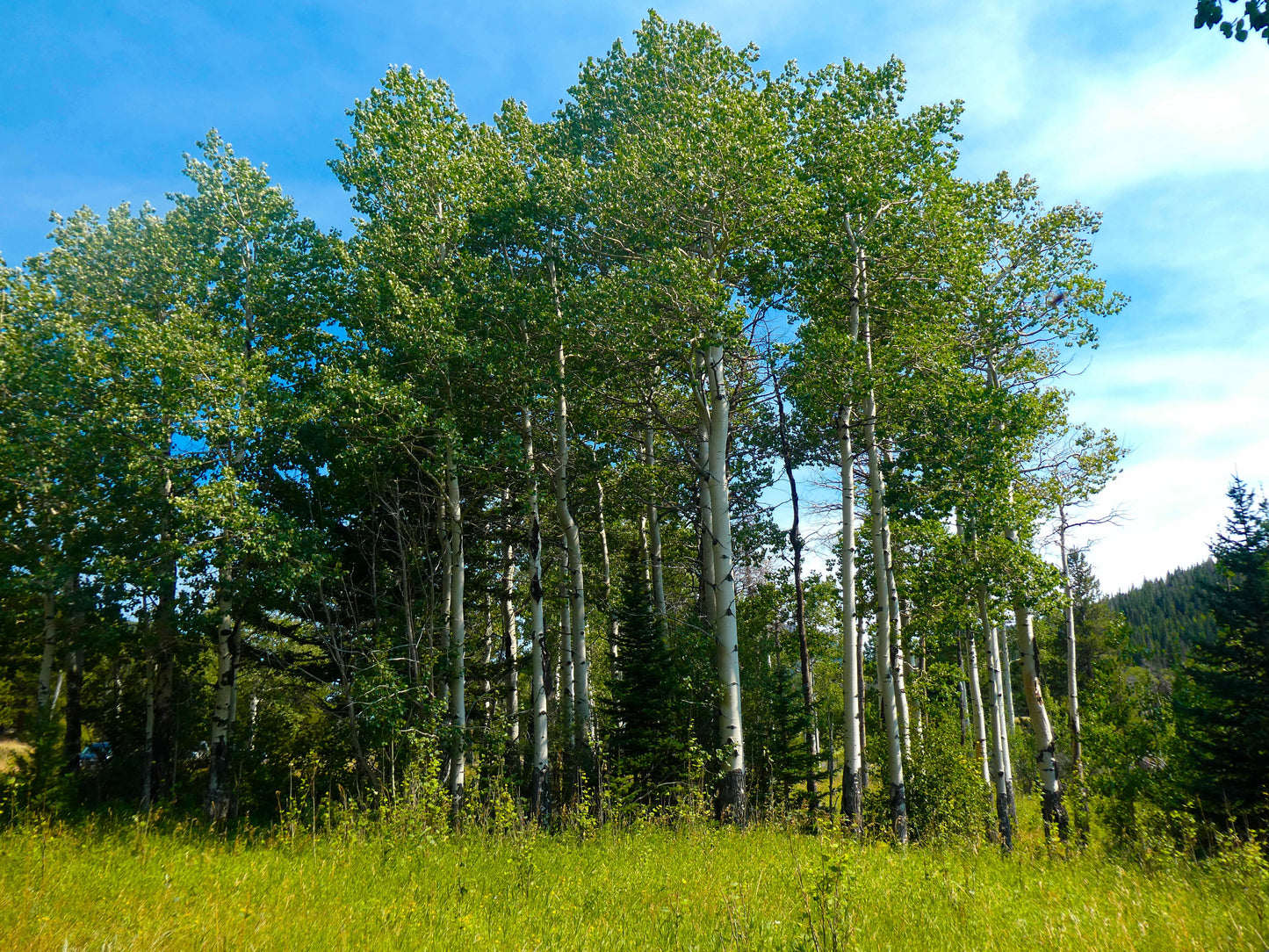 50 Golden Quaking Aspen (Populus Tremuloides) Seeds