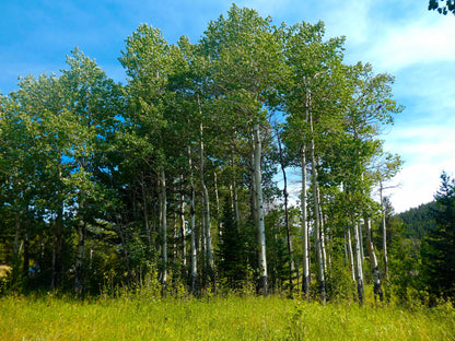 50 Golden Quaking Aspen (Populus Tremuloides) Seeds