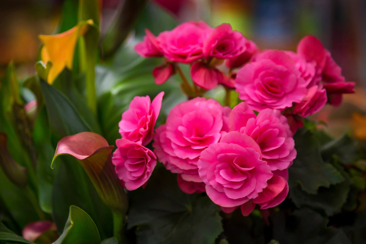 10 Bright Pink Double Begonia (Tuberosa Tuberous Begonia) Seeds