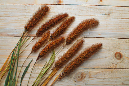 100 FOXTAIL MILLET Setaria Italica Ornamental Grass Flower Seeds