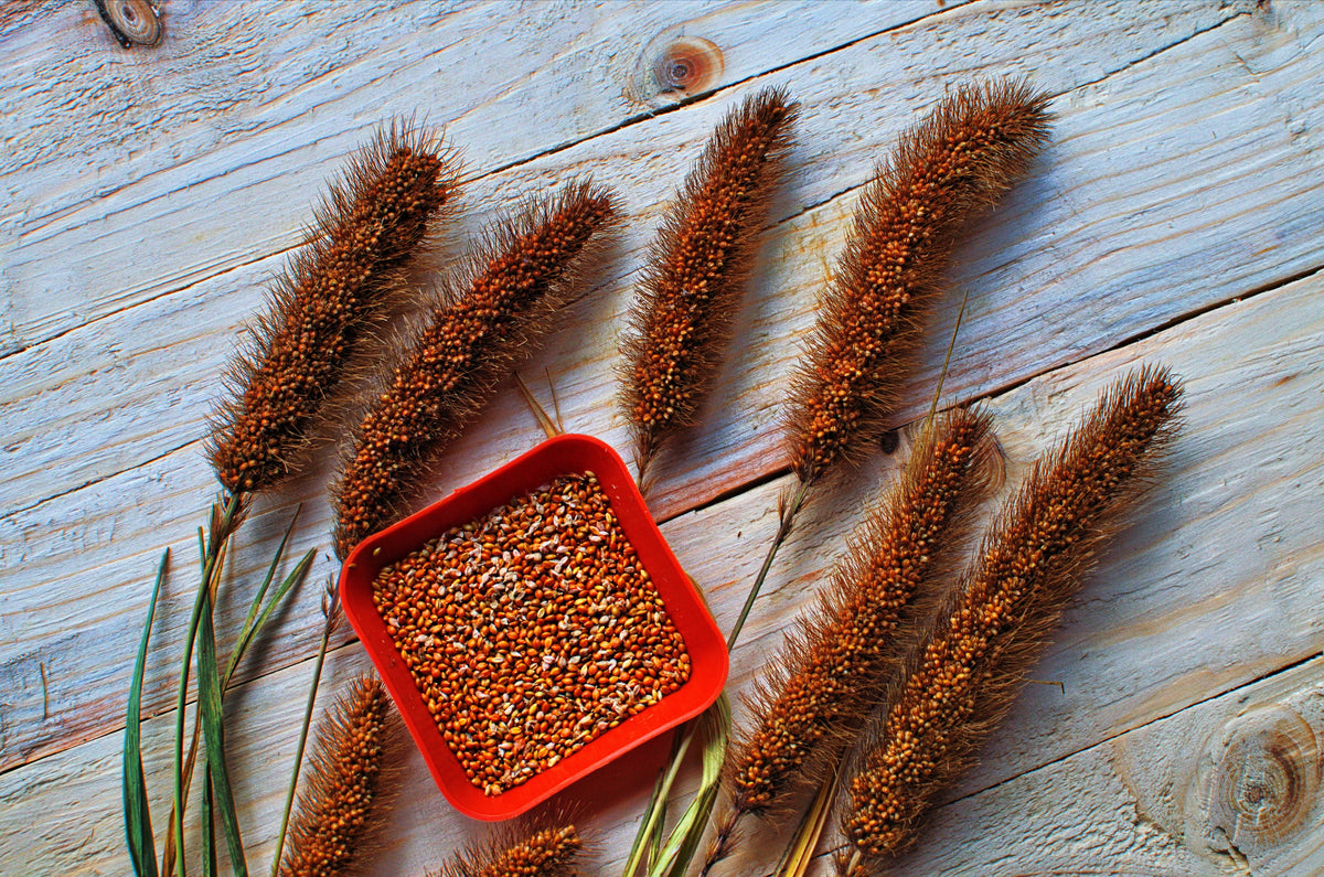Red Jewel Millet (Setaria italica) Seeds – 25 ct