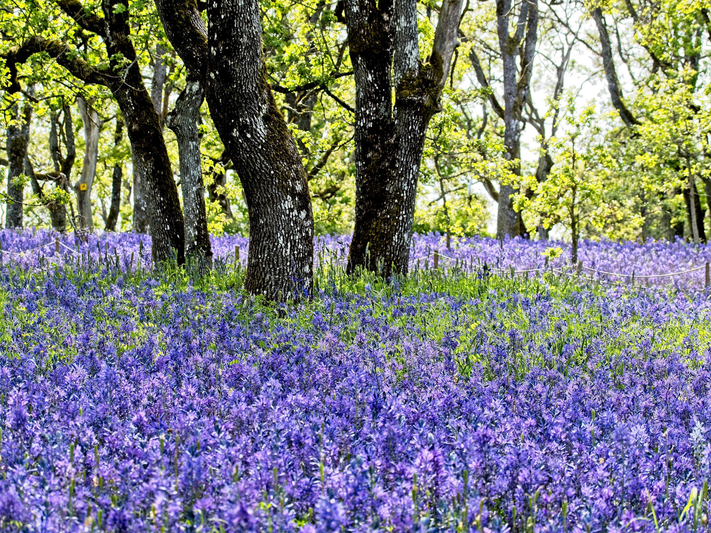 100 Perennial Lupine (Lupinus Perennis) Seeds