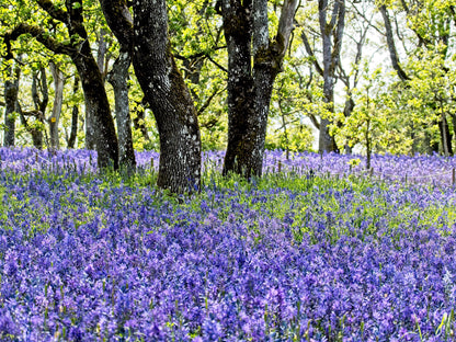 100 Perennial Lupine (Lupinus Perennis) Seeds