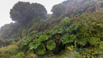 Giant Rhubarb (Gunnera insignis) Seeds – 10 ct