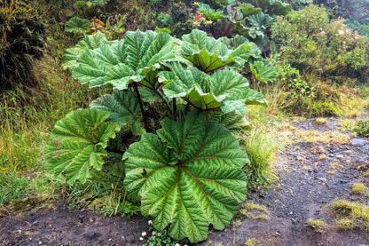 Giant Rhubarb (Gunnera insignis) Seeds – 10 ct