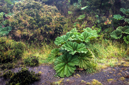 Giant Rhubarb (Gunnera insignis) Seeds – 10 ct