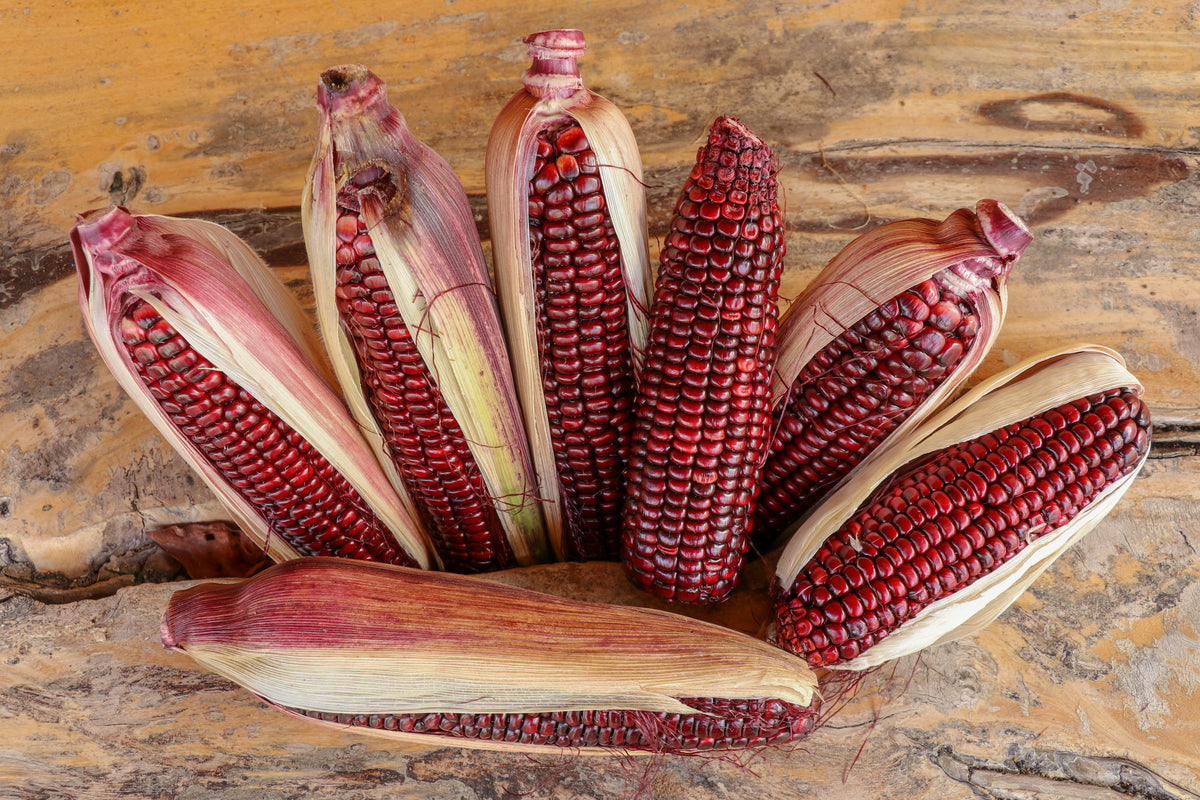 35 BLOODY BUTCHER Red CORN Edible & Ornamental Heirloom Zea Mays Vegetable Seeds