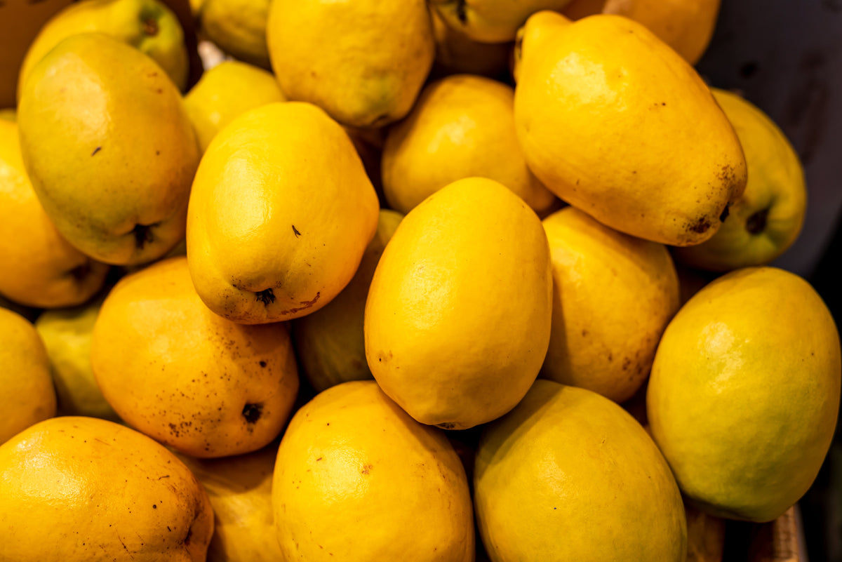 Chinese Quince (Pseudocydonia sinensis) Seeds – 20 ct