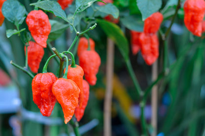 Ghost Pepper (Bhut Jolokia) (Capsicum chinense) Seeds – 20 ct