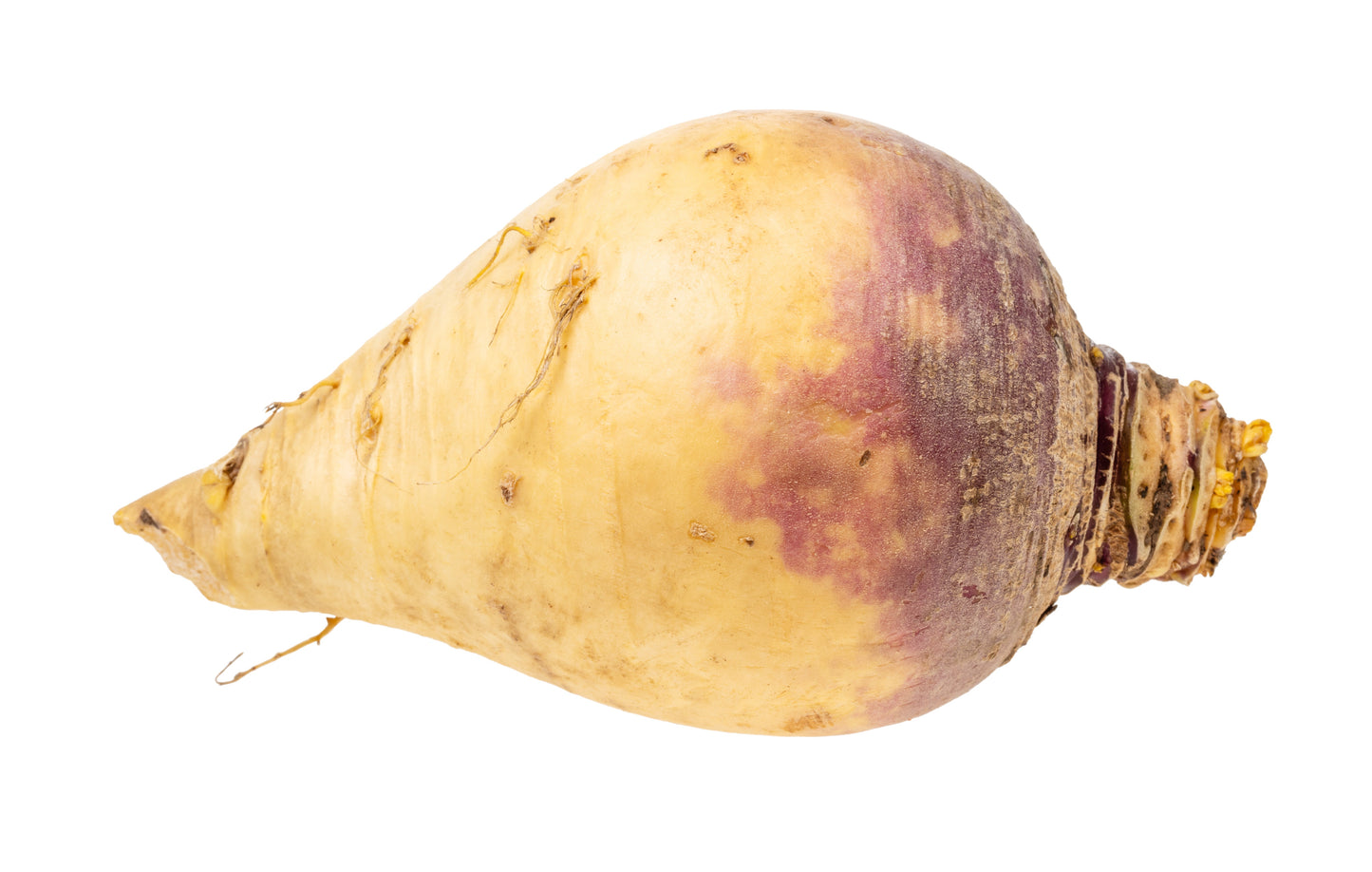 3000 Laurentian Rutabaga (Brassica Napus) Seeds