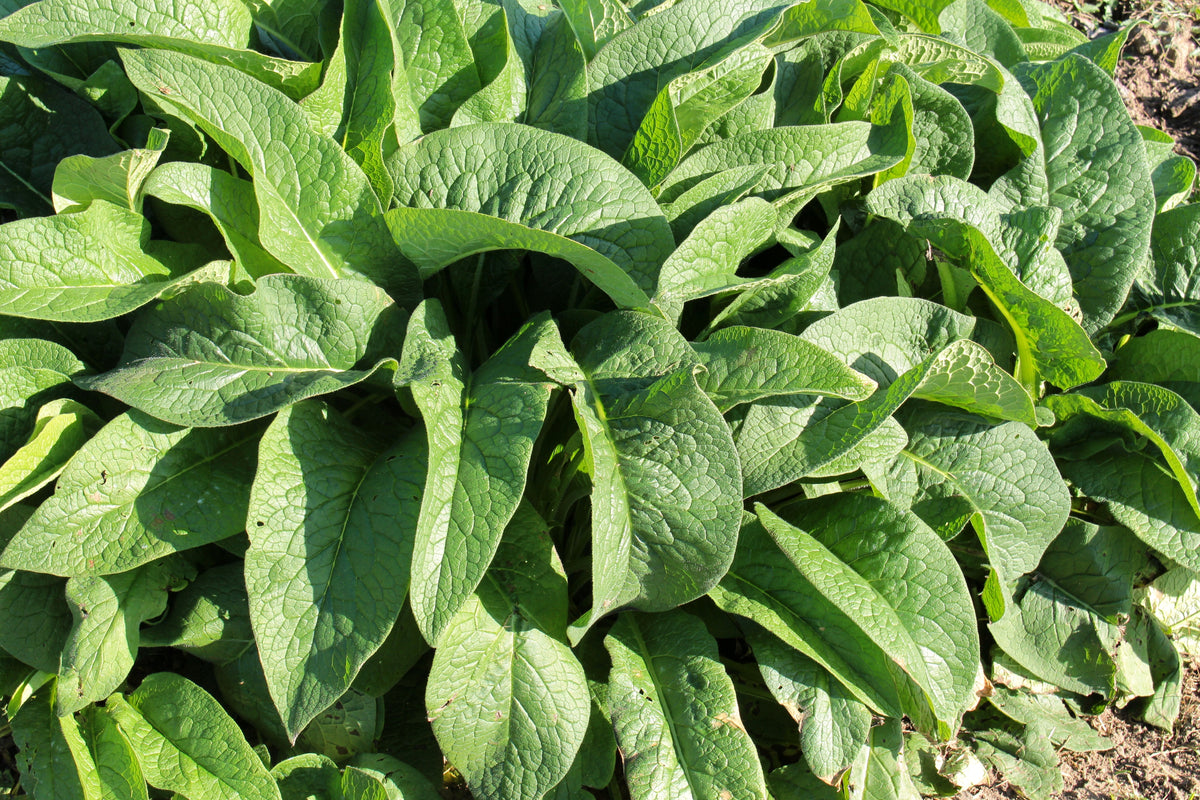 10 TRUE COMFREY Comphrey Symphytum Officinale Herb Seeds Purple Flowers