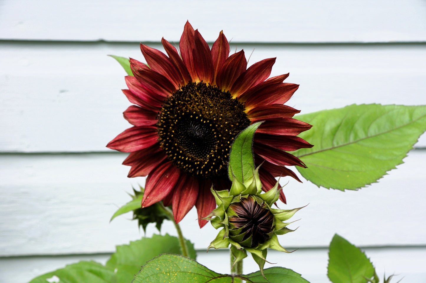 25 Velvet Queen Sunflower (Helianthus Annuus) Seeds