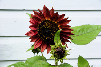 25 Velvet Queen Sunflower (Helianthus Annuus) Seeds
