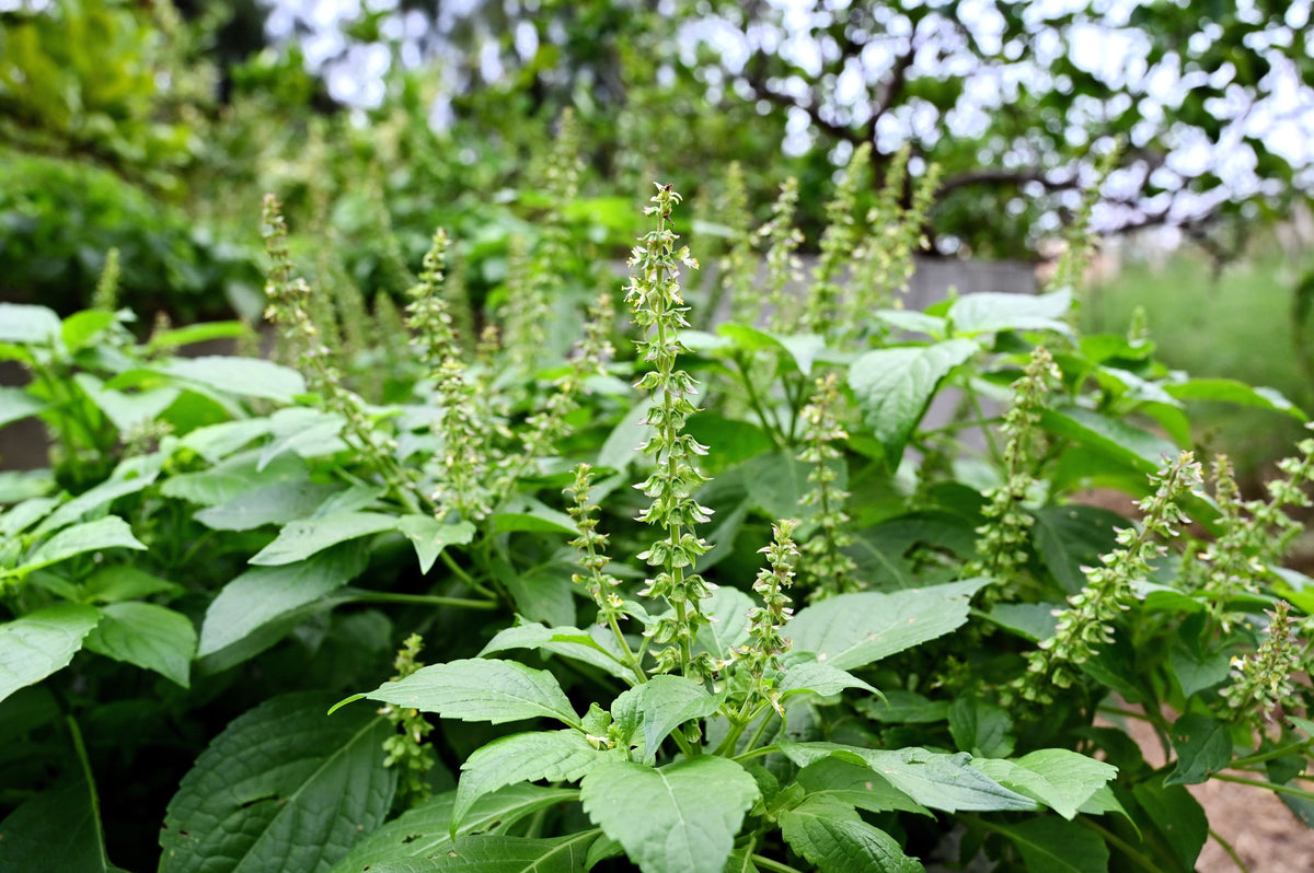 Clove Basil (Ocimum gratissimum) Seeds – 500 ct