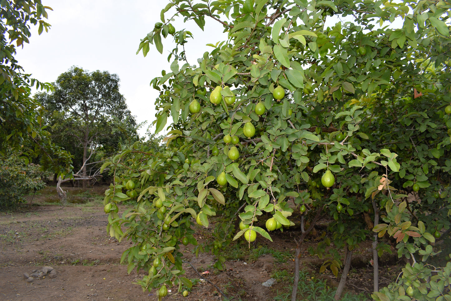 20 Guava Tree (Psidium Guajava) Seeds