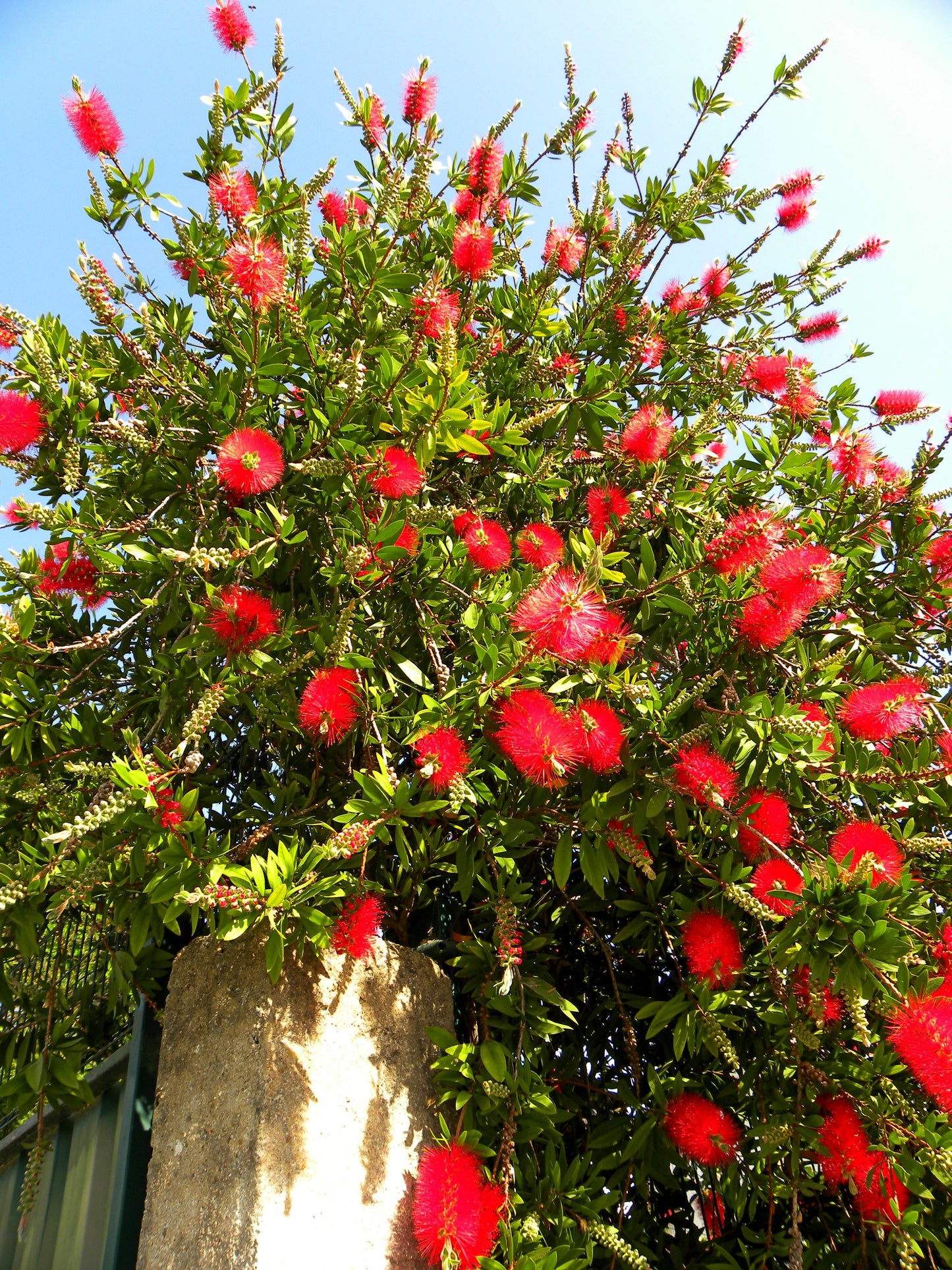 40 Crimson Bottlebrush (Callistemon Citrinus) Seeds