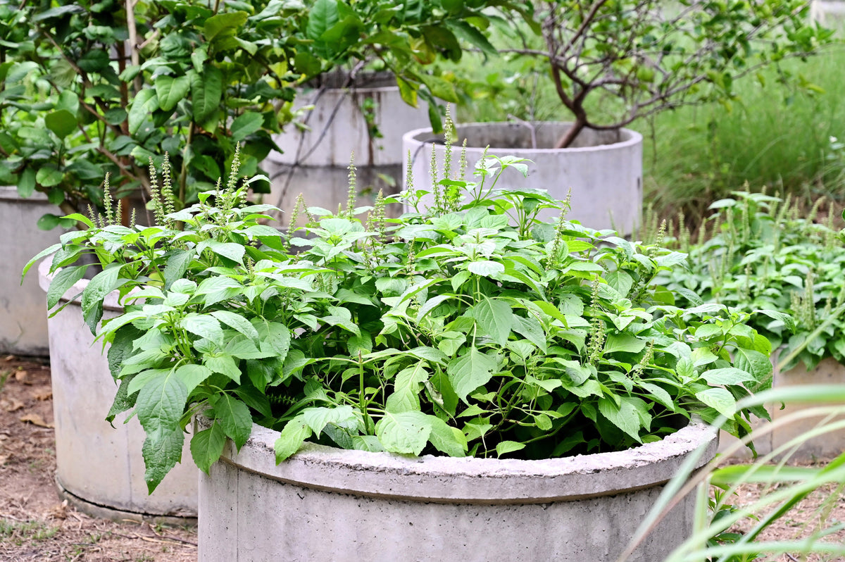 Clove Basil (Ocimum gratissimum) Seeds – 500 ct