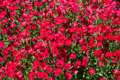 500 Red Scarlet Flax (Linum Grandiflorum Rubrum) Seeds