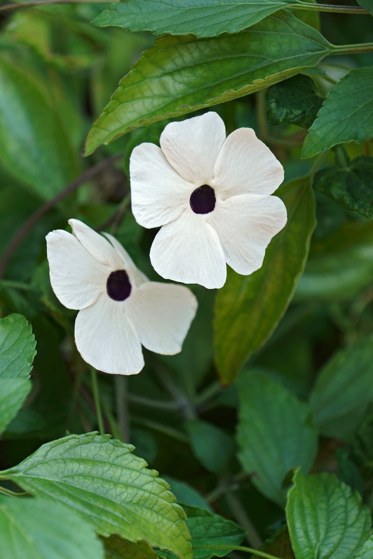 White Black-Eyed Susan Vine (Thunbergia alata) Seeds – 10 ct