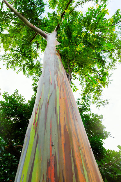 50 Rainbow Eucalyptus (Eucalyptus Deglupta) Seeds