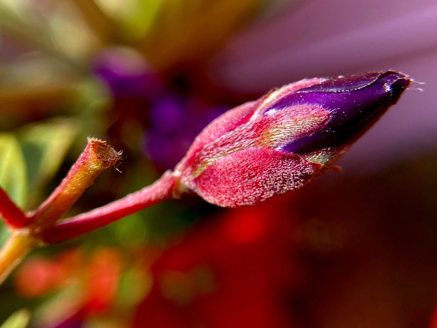 500 Elegant Clarkia (Clarkia Elegans) Seeds