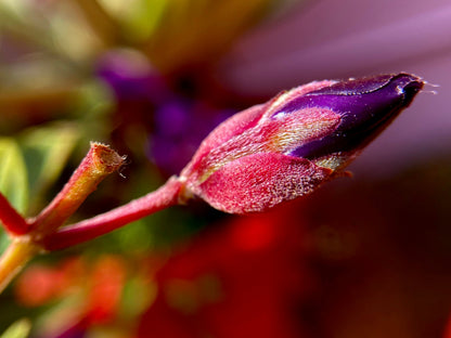 500 Elegant Clarkia (Clarkia Elegans) Seeds