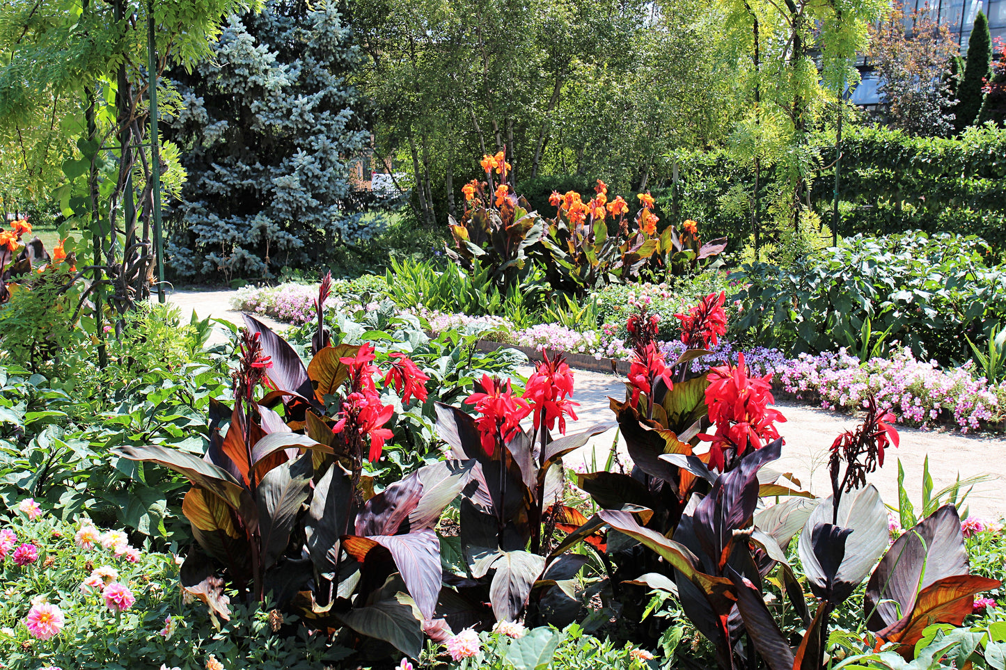 5 Mixed Canna Lily (Canna Generalis) Seeds