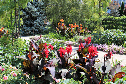 5 Mixed Canna Lily (Canna Generalis) Seeds