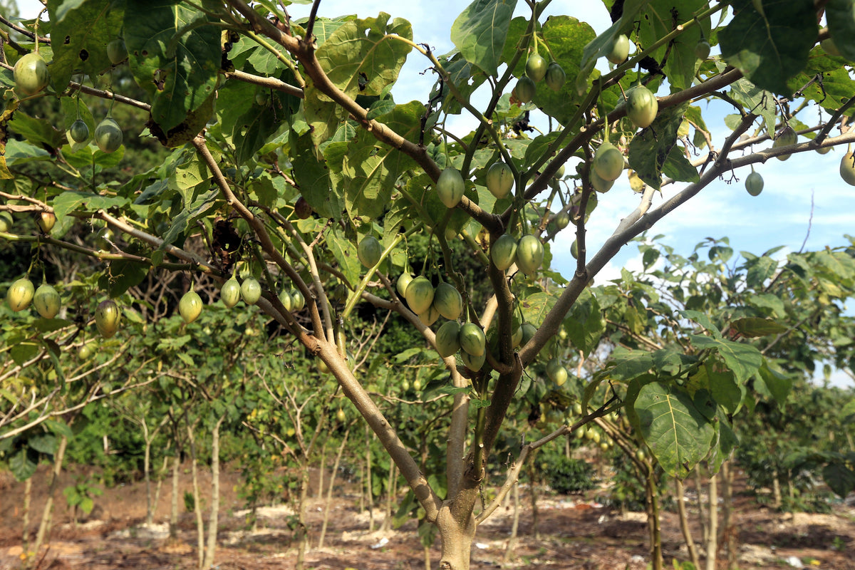 10 Tamarillo (Cyphomandra Betacea Solanum) Seeds