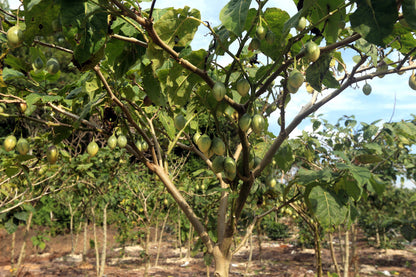 10 Tamarillo (Cyphomandra Betacea Solanum) Seeds