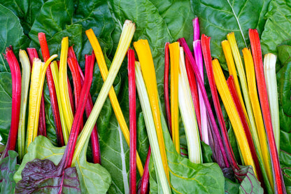 150 Rainbow Mix Swiss Chard (Beta Vulgaris) gSeeds