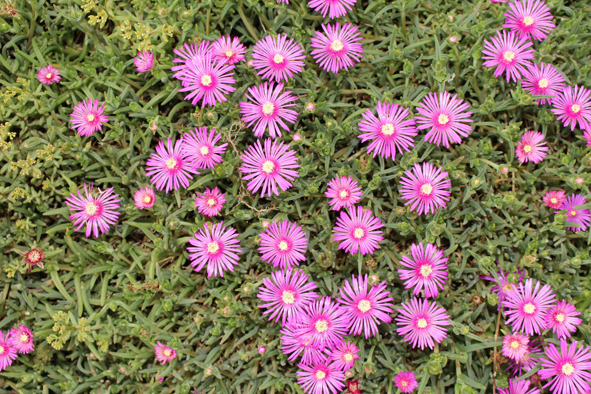 25 Table Mountain ICE PLANT Magenta Fuchsia Delosperma Cooperi Hardy Pink Carpet Flower Seeds