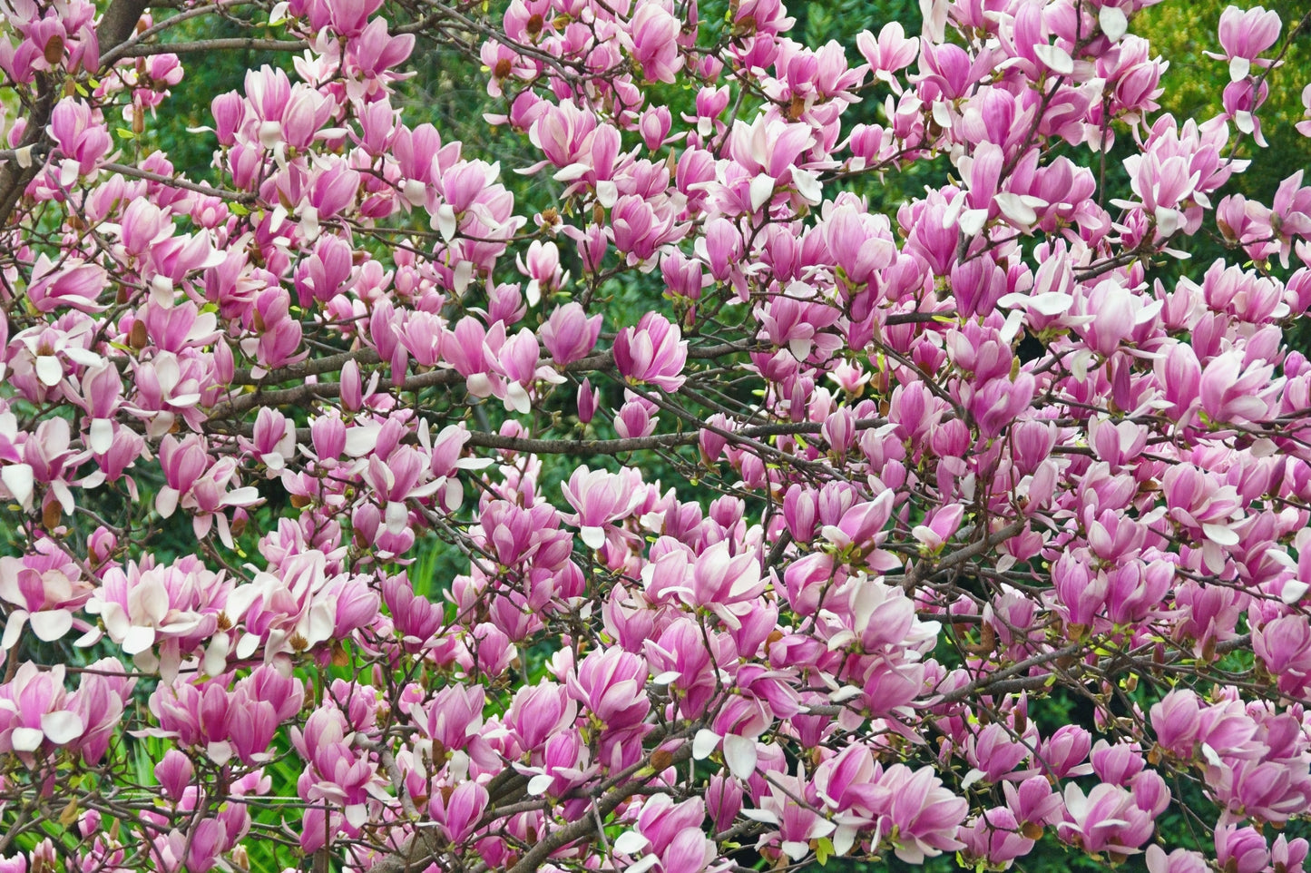 5 Saucer Magnolia/Tulip Tree (Soulangeana Denudata & Liliiflora)  Seeds