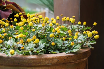 100 Toothache Plant (Spilanthes Oleracea) Seeds
