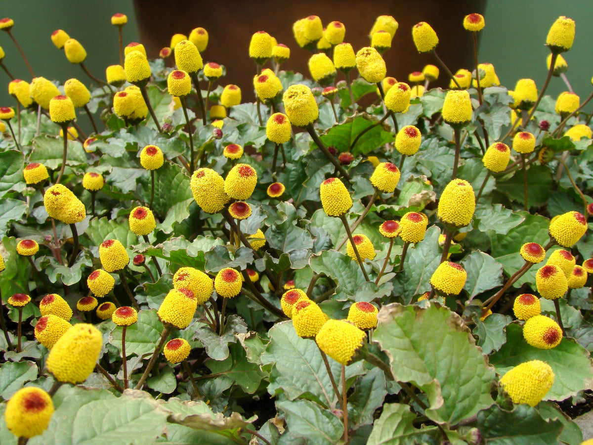100 Toothache Plant (Spilanthes Oleracea) Seeds