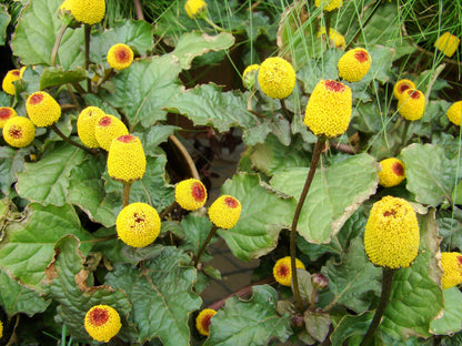 100 Toothache Plant (Spilanthes Oleracea) Seeds