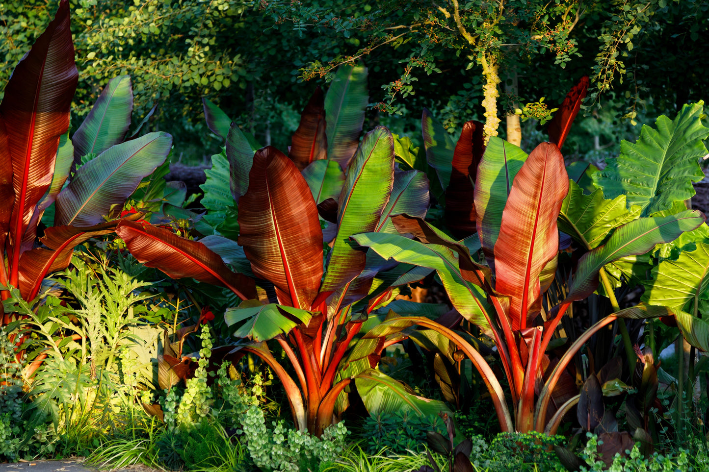 5 Red Abyssinian Banana (Musa Ensete Ventricosum) Seeds